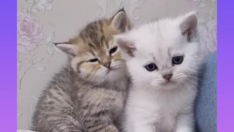 Cute and Funny Cat Videos Compilation 2021_