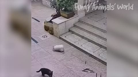 A cat strokes a seal's paw