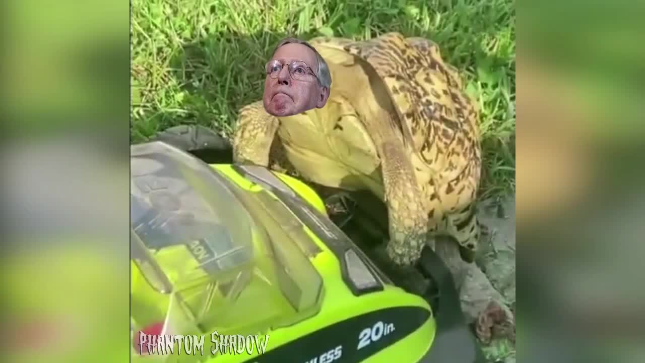 Turtle Mitch