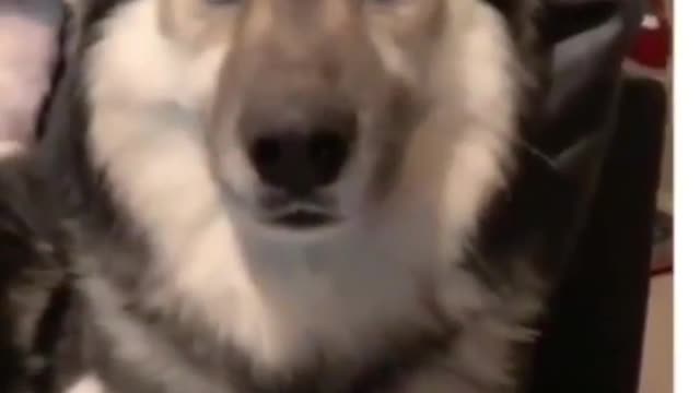 Funniest & Cutest Dog Videos That Make Your Day Better