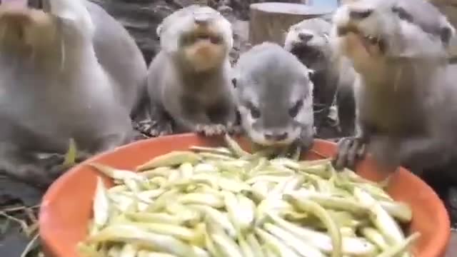 The whole family at dinner.