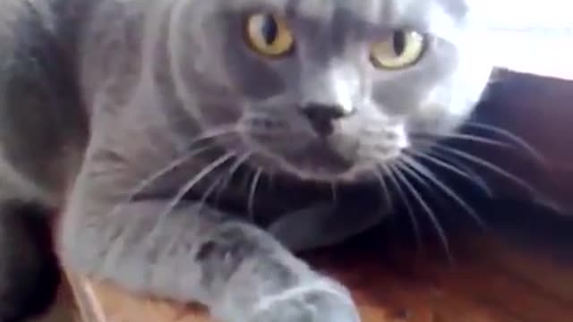 ANGRY CATS