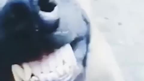 dog is so happy
