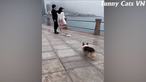 Funniest Animal 2023 🤡 | Funnniets Dogs and Cats 🐕😻 | Funny Animal Videos