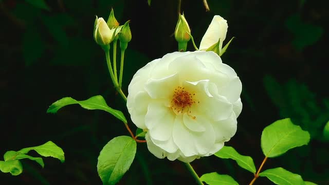 Rose - 138339