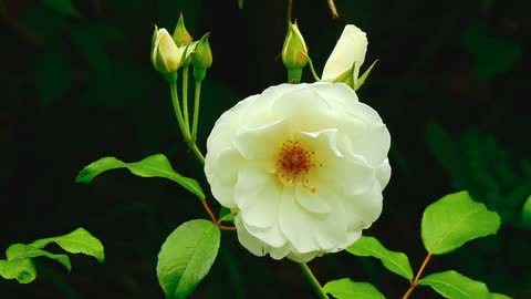 Rose - 138339