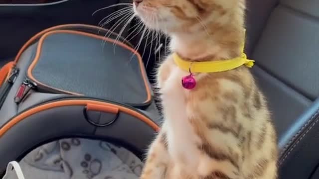 Videos cats funny 2022