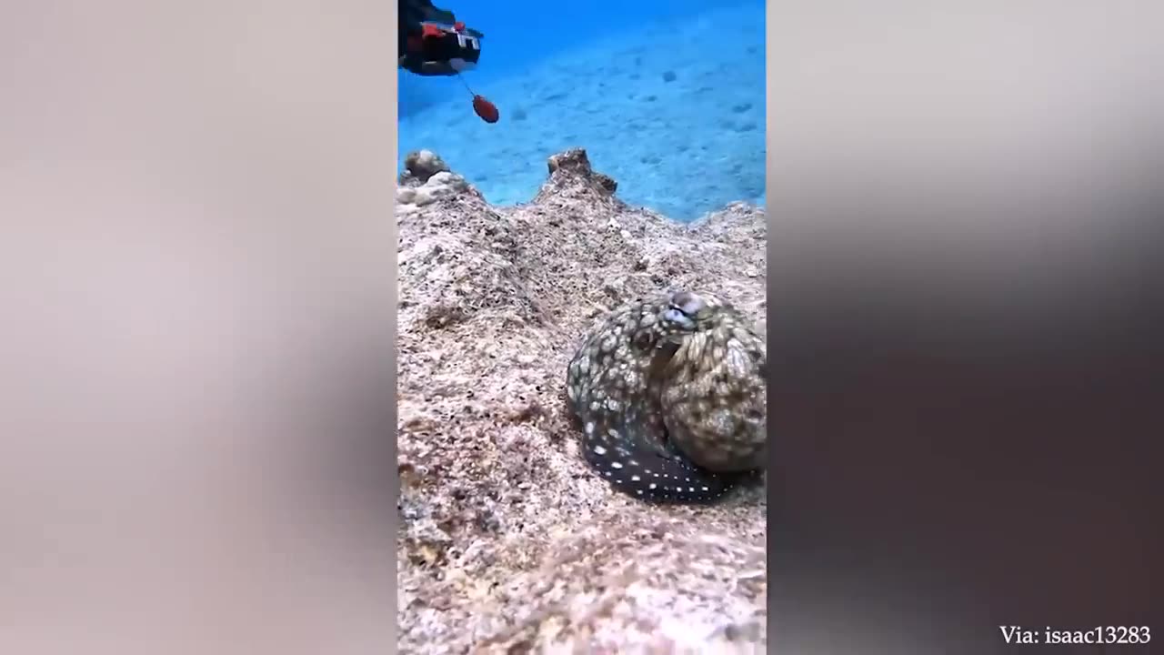 Funny videos #12