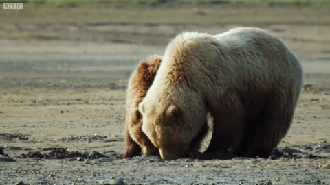 Grizzly Bear Hunts For Clams