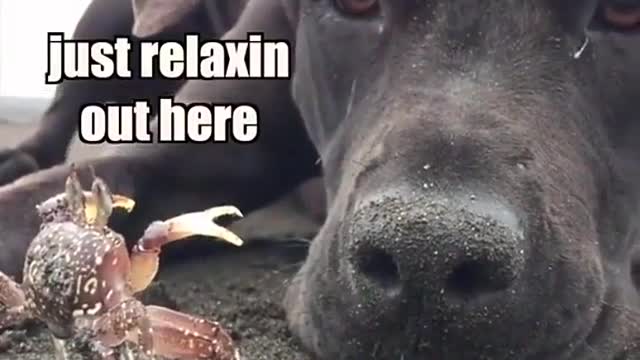 Just a crab and a dog…hanging out 🦀