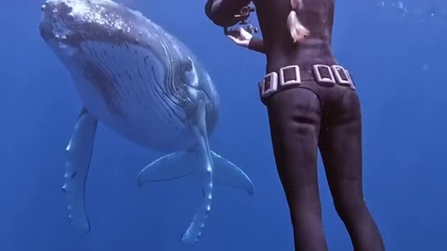 Hands down one of my top 3 moments in the ocean!