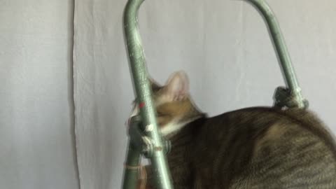 Cute Kitten Climbs on a Ladder