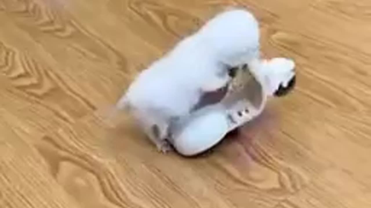 Very beautiful innocent Cat's child is riding a bike