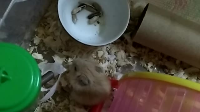 My pets - hamster eat