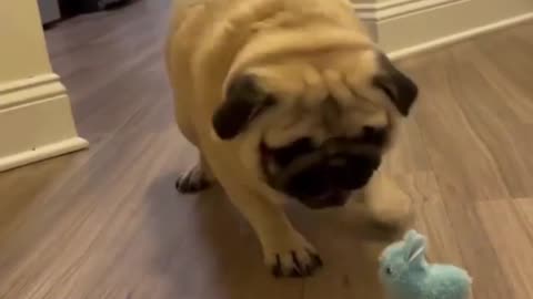 The dog is afraid of the toy