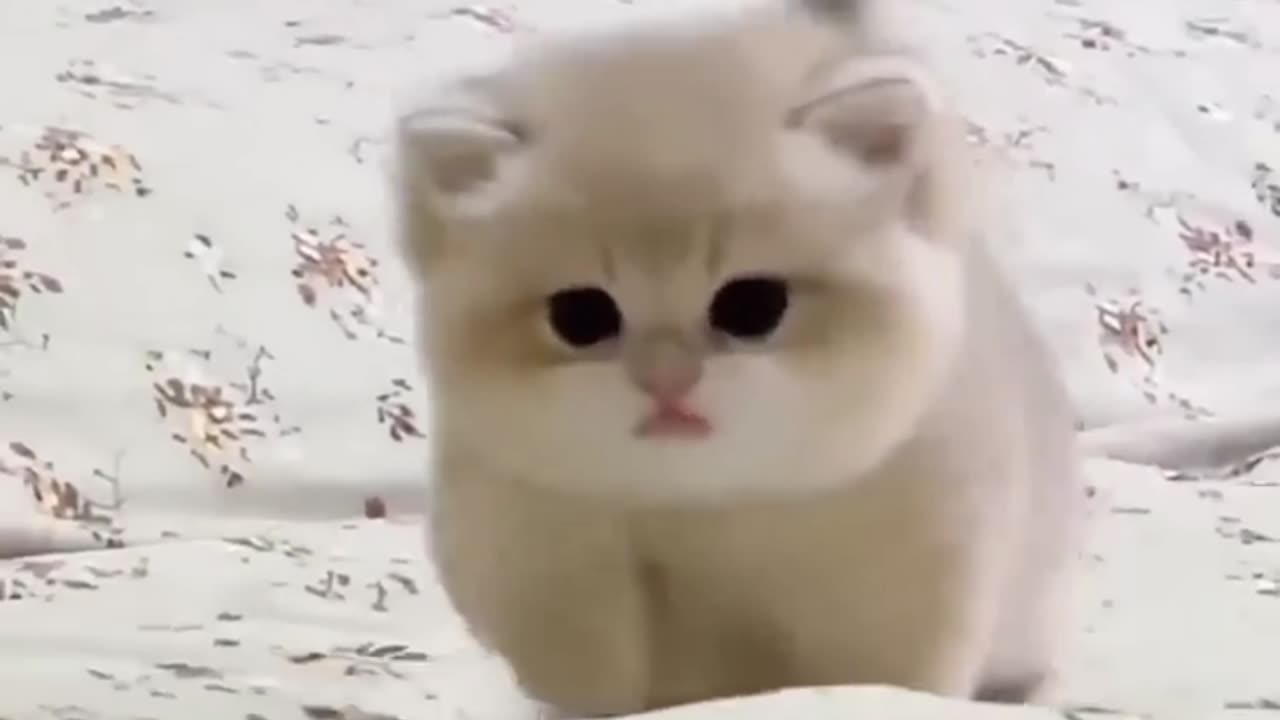 Cute baby cat original sound πππππ#cute baby kitten πΎπΎπΎπΎ sound #kitten#video