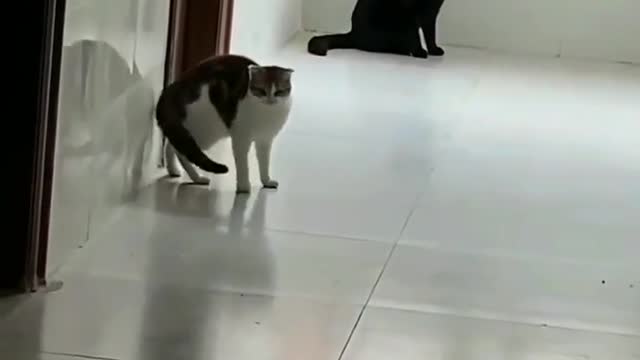 Wait for it 🤣🐈 Cat funny video