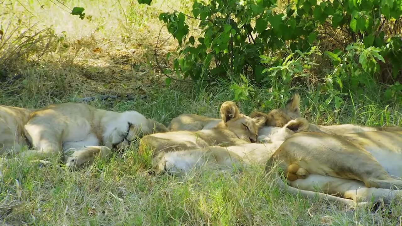 Cute Lion Cubs and Baby Hyenas Playing Together