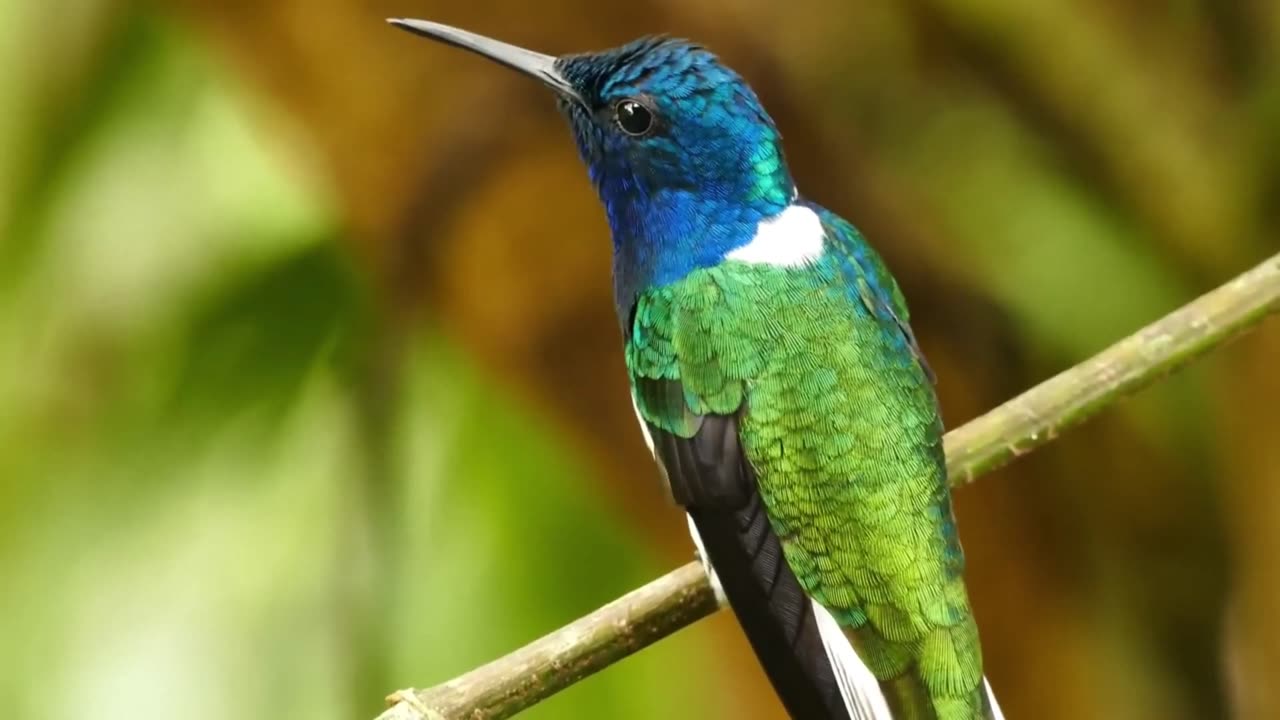 The Amazing 4K Video | Amazon Birds Amazing sound Relaxing Music #bird #parrot #music #ytshort #new