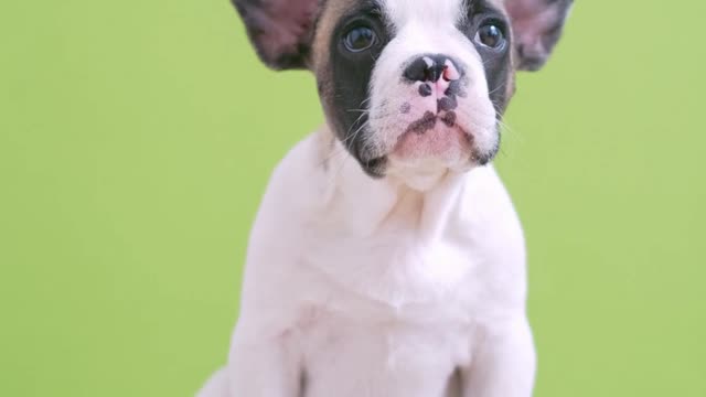 A smart and cute puppy sitting on a stool ! best boston terrier dogs ! funny dog videos 2021 clean