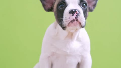 A smart and cute puppy sitting on a stool ! best boston terrier dogs ! funny dog videos 2021 clean