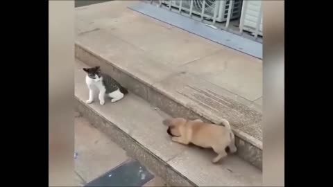 Cat Vs Dog 😂😂