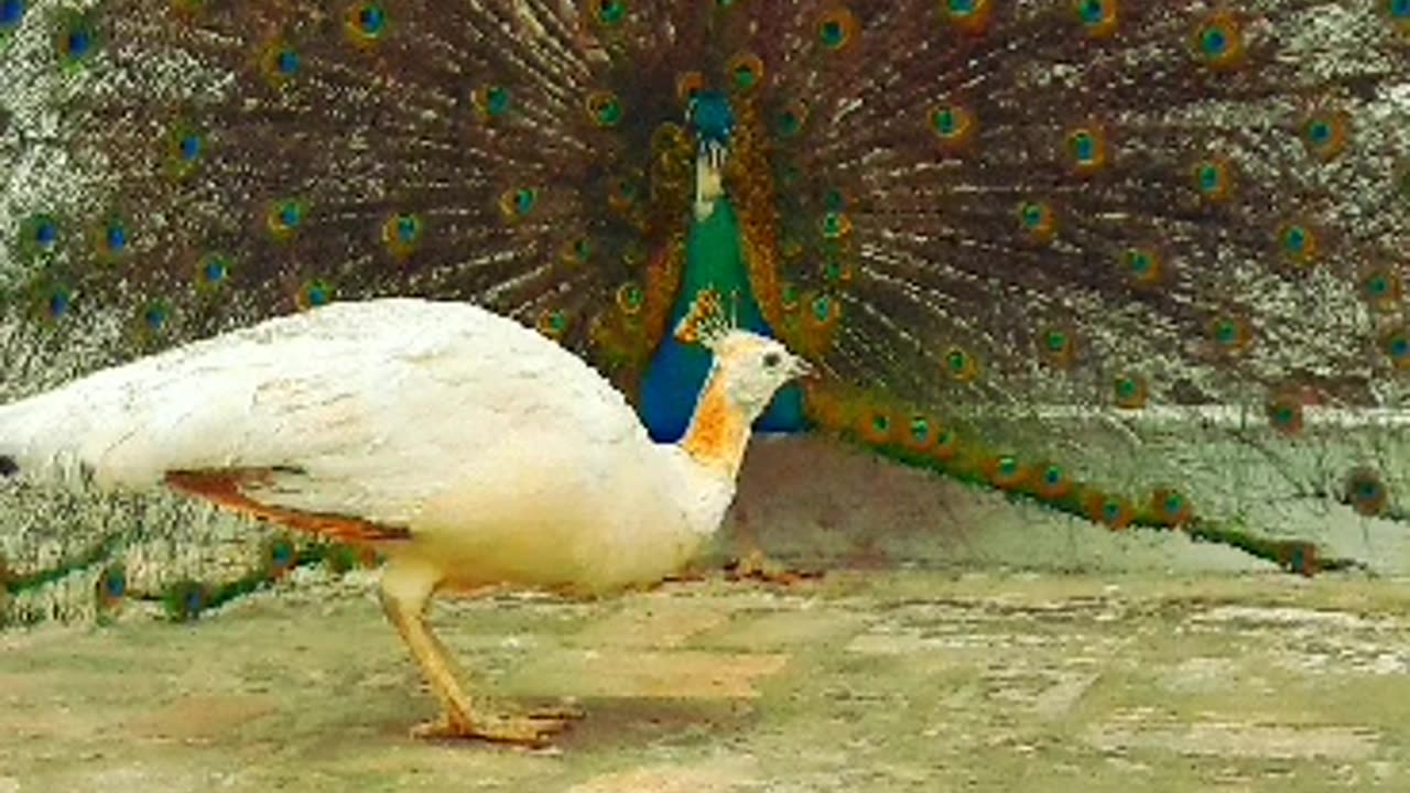 Beautiful peacock couple Peacock and my beautiful birds