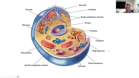 Explaining the cell as a city