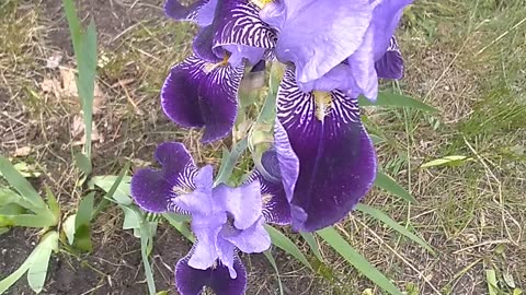 Iris