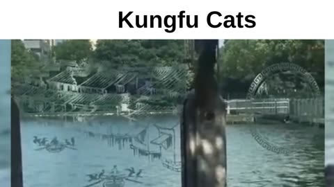 Kungfu Cats