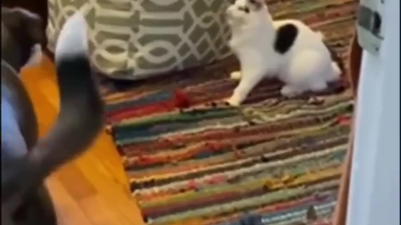 Funny animal video cats dogs