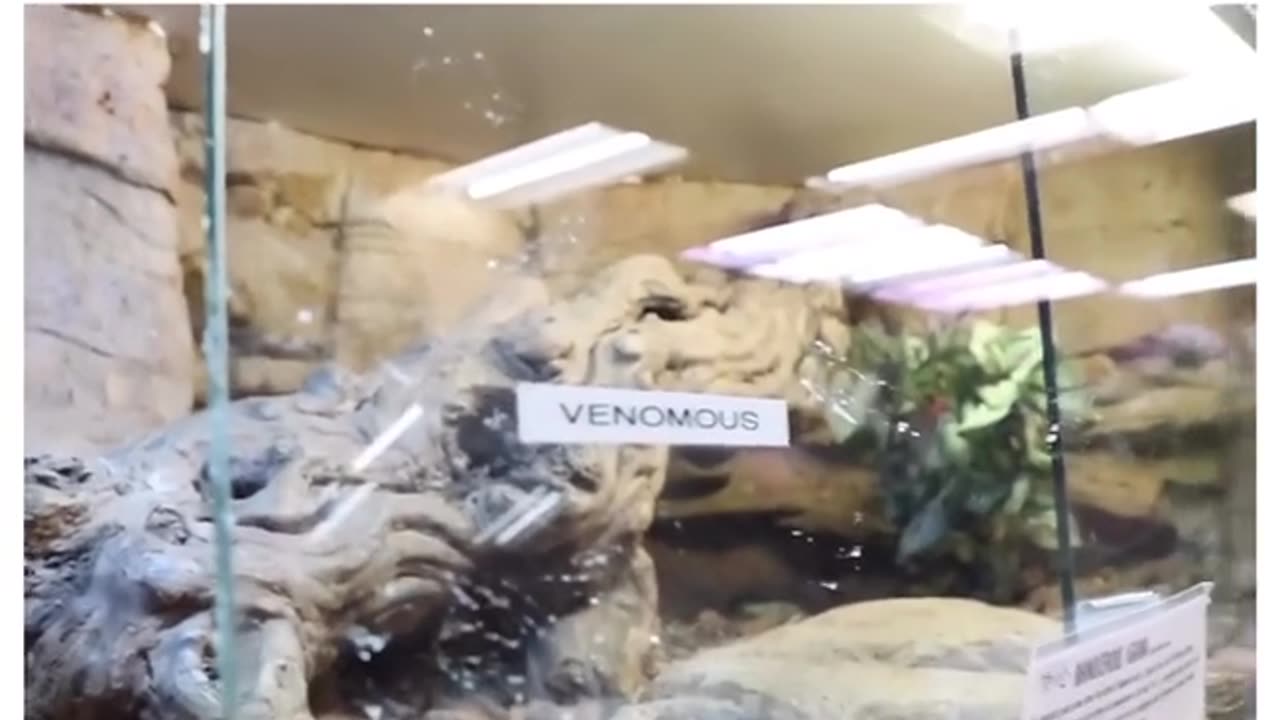 Venomous