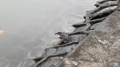 Super smart Bird using bread catch a fish..