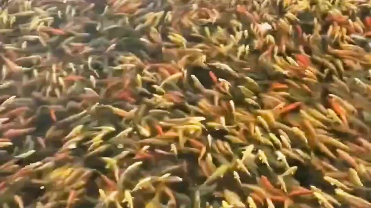 Beautiful Fish Farm 🐟🐠🐠🐟
