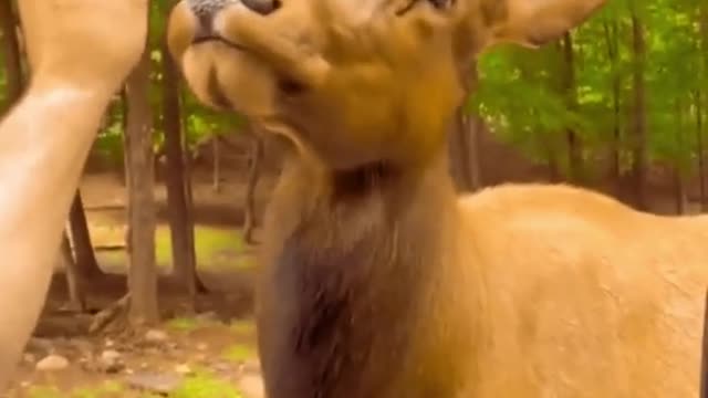 animal funny #shorts