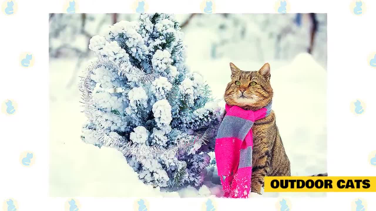 Cat 101: Cats and Cold Weather