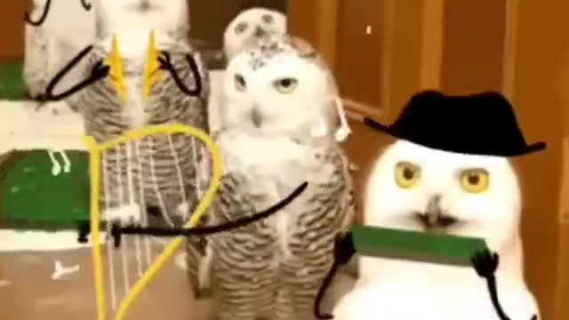 so lovely birds