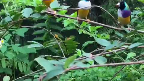 Domestic pet bird "colorful Wenniao"