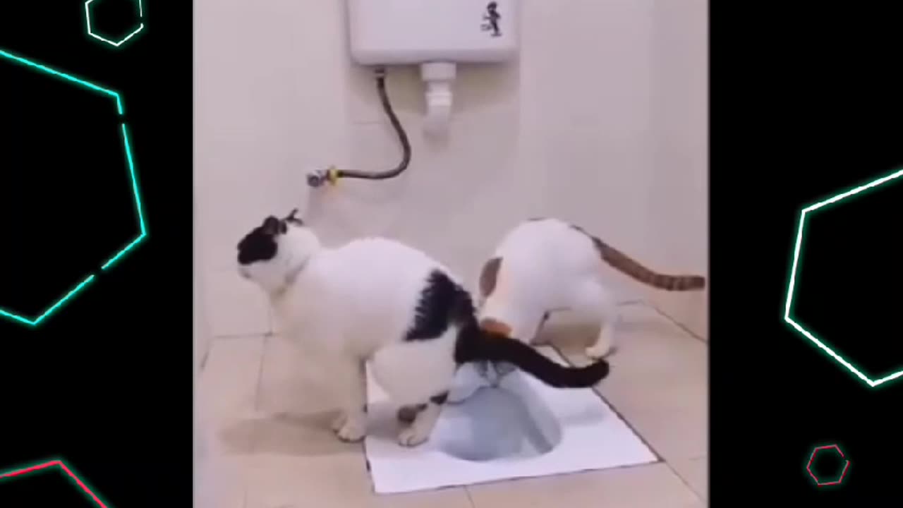 Best funny animal video.