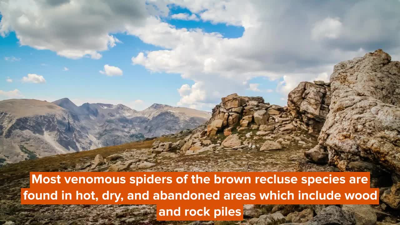 Poisonous Spiders In Ohio_ Here Is What You Need To Know!