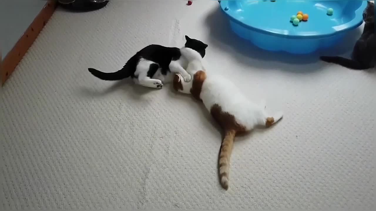 Cats Play Fighting (Compilation)