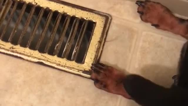 Dog loves to put his face against the vent ❤️