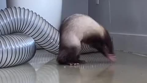 Ferret Dancing