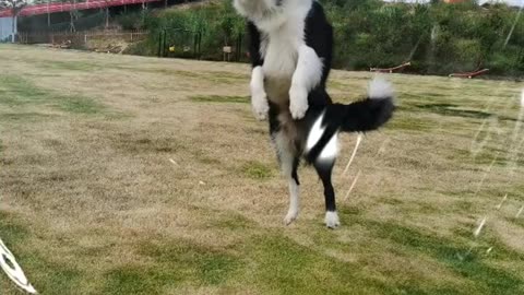 "The Ultimate Dog Party: Border Herders Gather for Some Serious Fun"