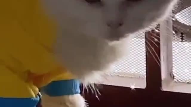 Funny video cute cat