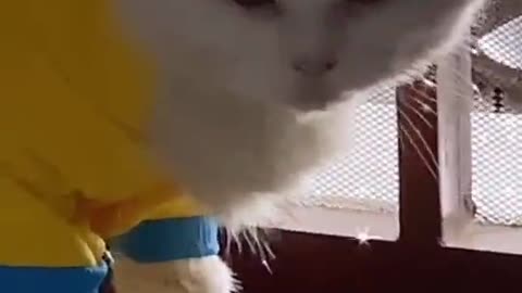 Funny video cute cat