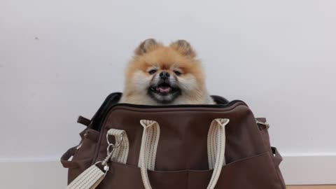 cute dog inside a bag