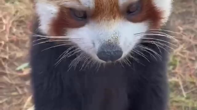 Oh, my God! this cute little raccoon is melting my heart