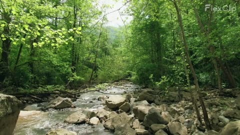 Sleep-Inducing River Water Sounds : Let the River's Song Carry You to Sleep