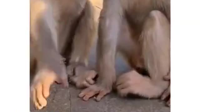 Funny monkey